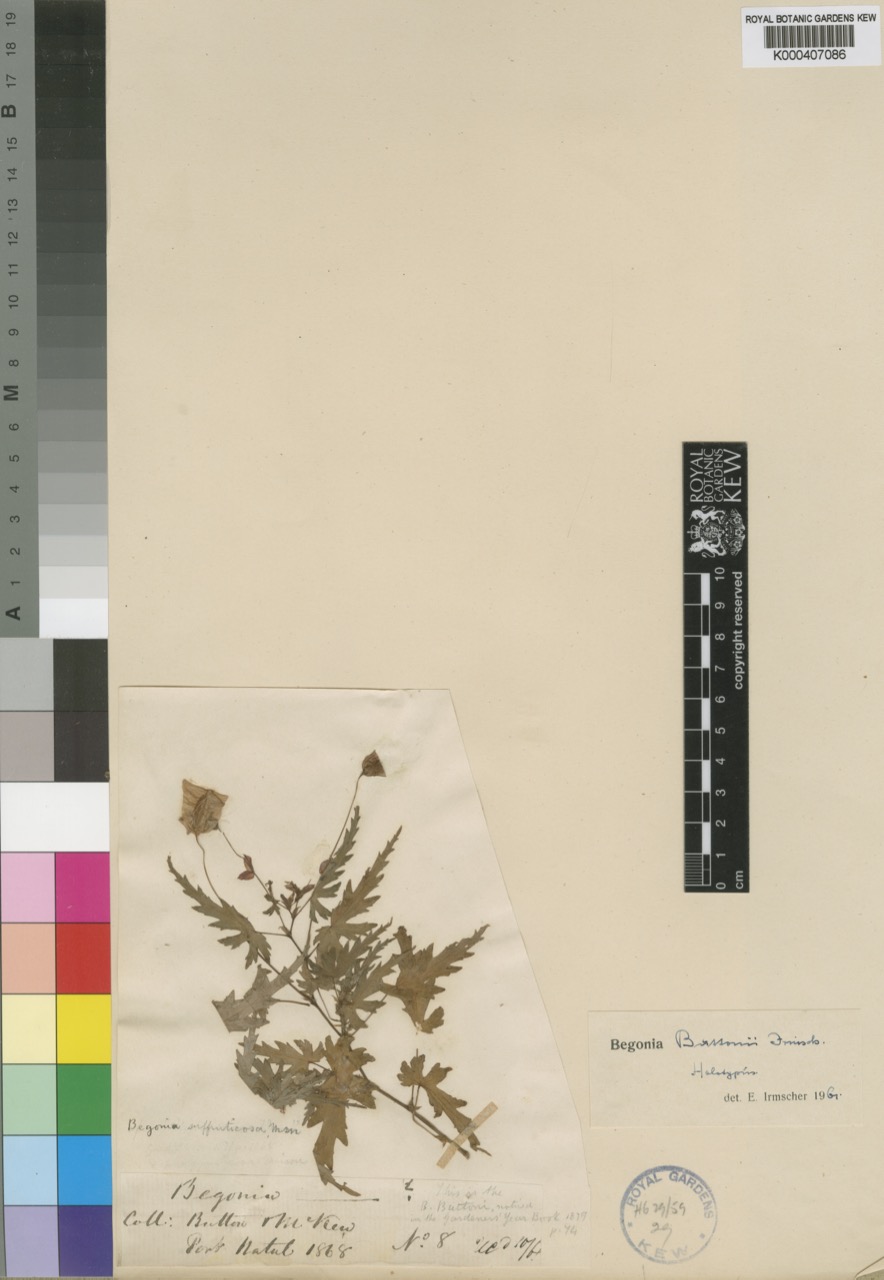 B. ‘Buttonii’